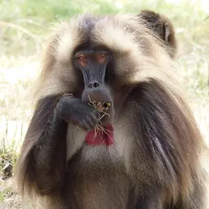 Gelada
