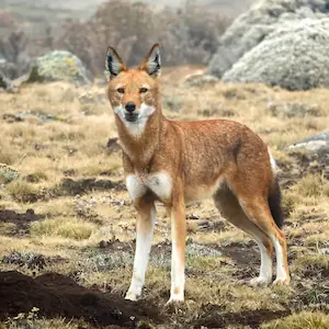 Ethiopian Wolf