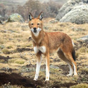 Ethiopian Wolf