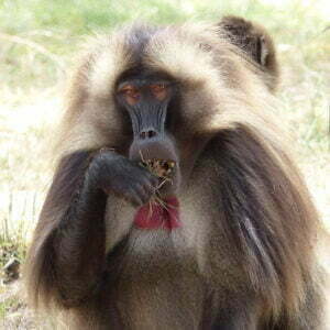Gelada