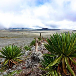 Sanetti Plateau