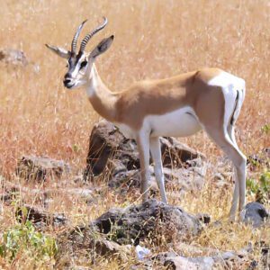 Soemmerrings Gazelle